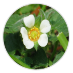 Barren Strawberry