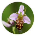 Bee Orchid