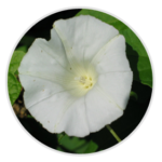 Bindweed