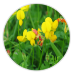 Birds Foot Trefoil