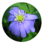 Blue Anemone