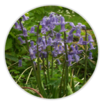 Blue Bell