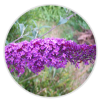 Buddleia