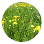 Buttercup