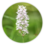 Common Spotted Orchid