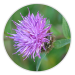 Commonn Knapweed