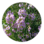 Cuckoo Flower
