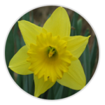 Daffodil