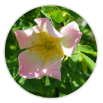 Dog Rose