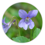 Dog Violet