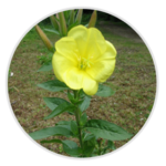 Evening Primrose