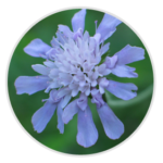Field Scabious
