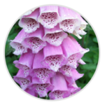 Foxglove