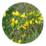 Gorse