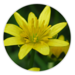 Lesser Celandine