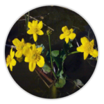 Marsh Marigold