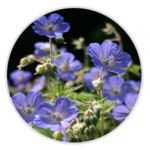 Meadow Cranesbill