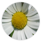 Oxeye Daisy