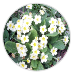 Primrose