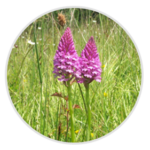 Pyramidal Orchid