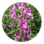 Rosebay Willowherb