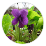 Sweet Violet