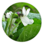 Sweet White Violet