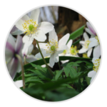 Wood Anemone