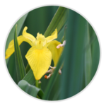 Yellow Iris
