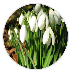 nimble_asset_Snowdrop