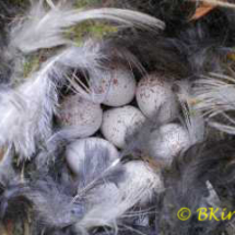 Blue Tit eggs - Photo © Ben Kirby