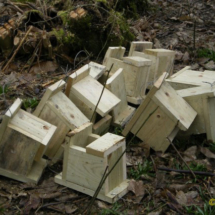 Robin Boxes - Photo © Jackie Kirby