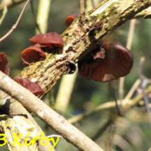 Jews Ear - Photo © Ben Kirby