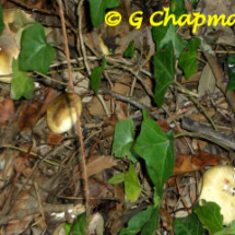 Milk Caps - Photo © Geoff Chapman