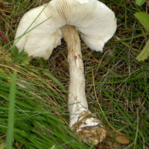 Parasol - Photo © Geoff Chapman