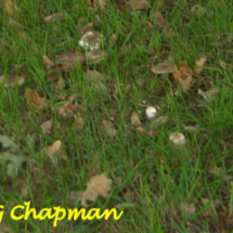 Wood Mushroom - Photo © Geoff Chapman