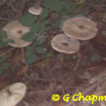 Parasols (very mature) - Photo © Geoff Chapman