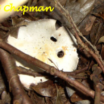 Wood Mushroom - Photo © Geoff Chapman