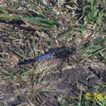 Black Tailed Skimmer Dragonfly - Photo © Ben Kirby