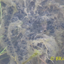 Toad Spawn - Photo © Ben Kirby