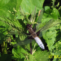 Broad-bodied Chaser (Male) - Photo © Ben Kirby