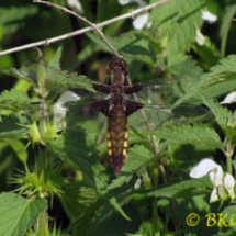 Broad-bodied Chaser (Female) - Photo © Ben Kirby