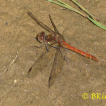 Common Darter Dragonfly - Photo © Ben Kirby