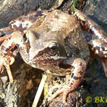 Common Frog - Photo © Ben Kirby