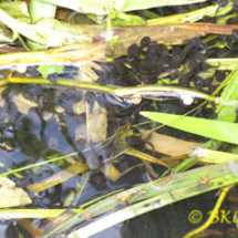 Tadpoles - Photo © Ben Kirby