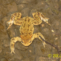 Toad - Photo © Ben Kirby