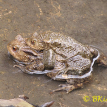 Pair of Toads - Photo © Ben Kirby