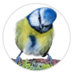 Box In Use By Blue Tits