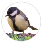 Box In Use By Great Tits