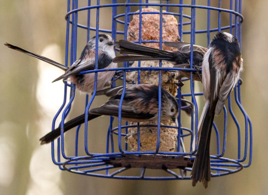 Long-tailed Tits feeding - Photo by and © B.Kirby